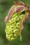 Bigleaf Maple blossoms