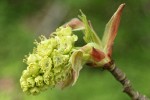 Bigleaf Maple blossoms