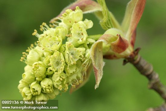 Acer macrophyllum