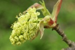 Bigleaf Maple blossoms