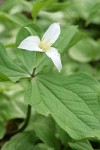 Western Trillium