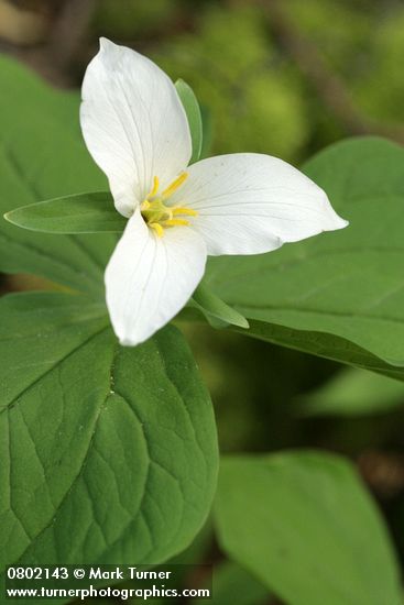 Trillium ovatum