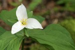 Western Trillium