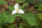 Western Trillium