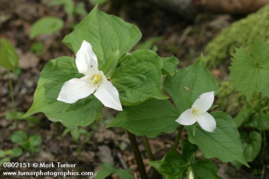 Trillium ovatum