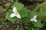 Western Trilliums