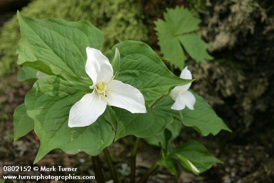 Trillium ovatum