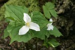 Western Trilliums