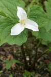 Western Trillium