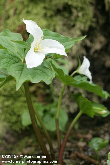 Trillium ovatum