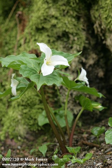 Trillium ovatum