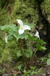 Western Trilliums