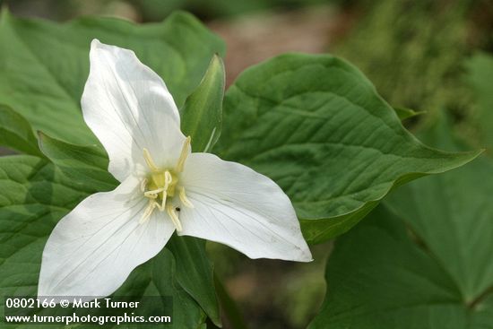 Trillium ovatum