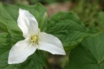 Western Trillium blossom & foliage