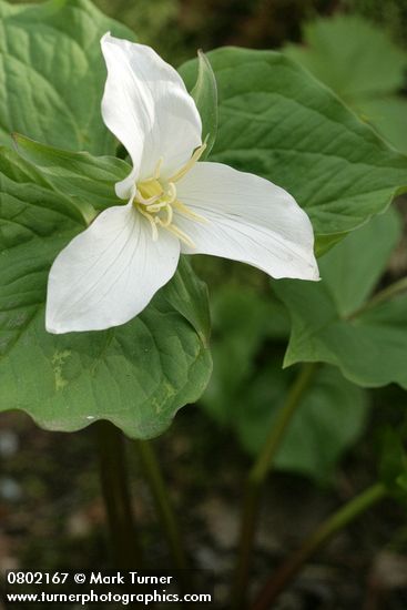 Trillium ovatum