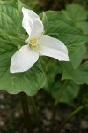 Western Trillium blossom & foliage