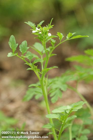 Cardamine oligosperma