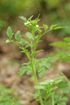 Little Western Bittercress