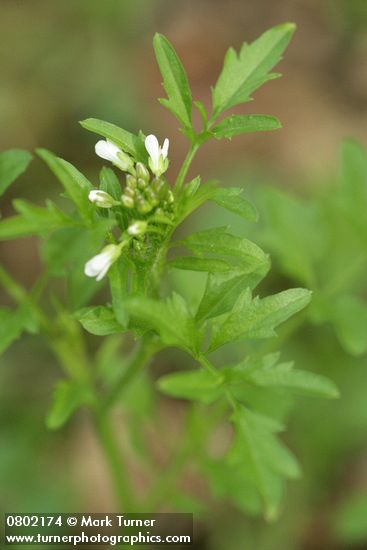 Cardamine oligosperma