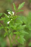 Little Western Bittercress blossoms & foliage detail