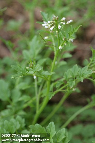 Cardamine oligosperma