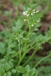 Little Western Bittercress blossoms & foliage