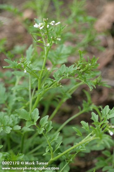 Cardamine oligosperma