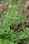 Little Western Bittercress