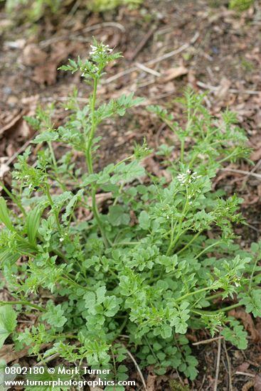 Cardamine oligosperma