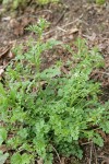 Little Western Bittercress