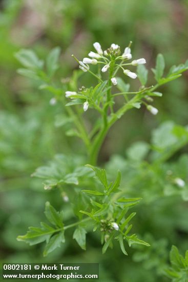 Cardamine oligosperma