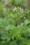 Little Western Bittercress blossoms & foliage detail