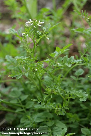 Cardamine oligosperma