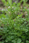 Little Western Bittercress