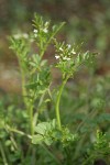 Little Western Bittercress blossoms & foliage