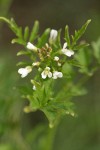 Little Western Bittercress blossoms & foliage detail