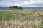 Craft Island view from across salt meadow w/ dry cattails fgnd