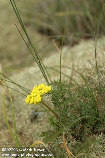 Lomatium utriculatum