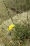 Fne-leaf Desert Parsley among lichen