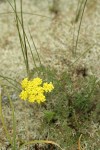 Fne-leaf Desert Parsley among lichen