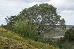 Serviceberry blooming in front of Pacific Madrone on rocky bald w/ mosses & Licorice Ferns; tide flats bkgnd