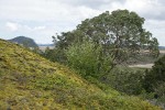 Serviceberry blooming in front of Pacific Madrone on rocky bald w/ mosses & Licorice Ferns; tide flats bkgnd