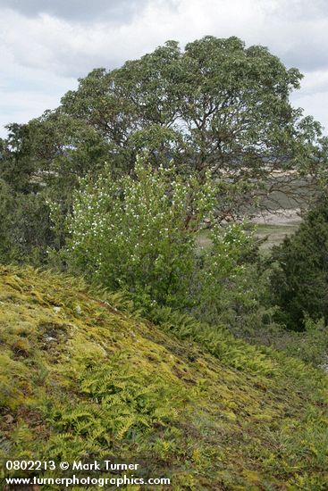 Amelanchier alnifolia; Arbutus menziesii; Polypodium glycyrrhiza