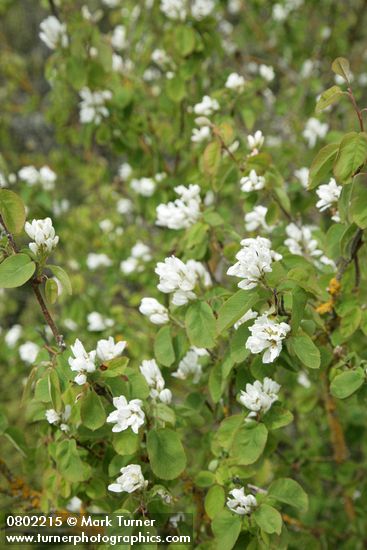 Amelanchier alnifolia