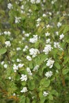 Serviceberry blossoms & foliage