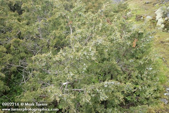 Juniperus maritima