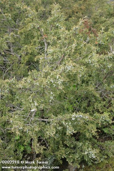 Juniperus maritima