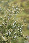 Seaside Juniper cones (berries) & foliage detail