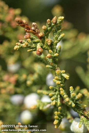 Juniperus maritima