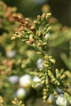 Seaside Juniper cones foliage detail